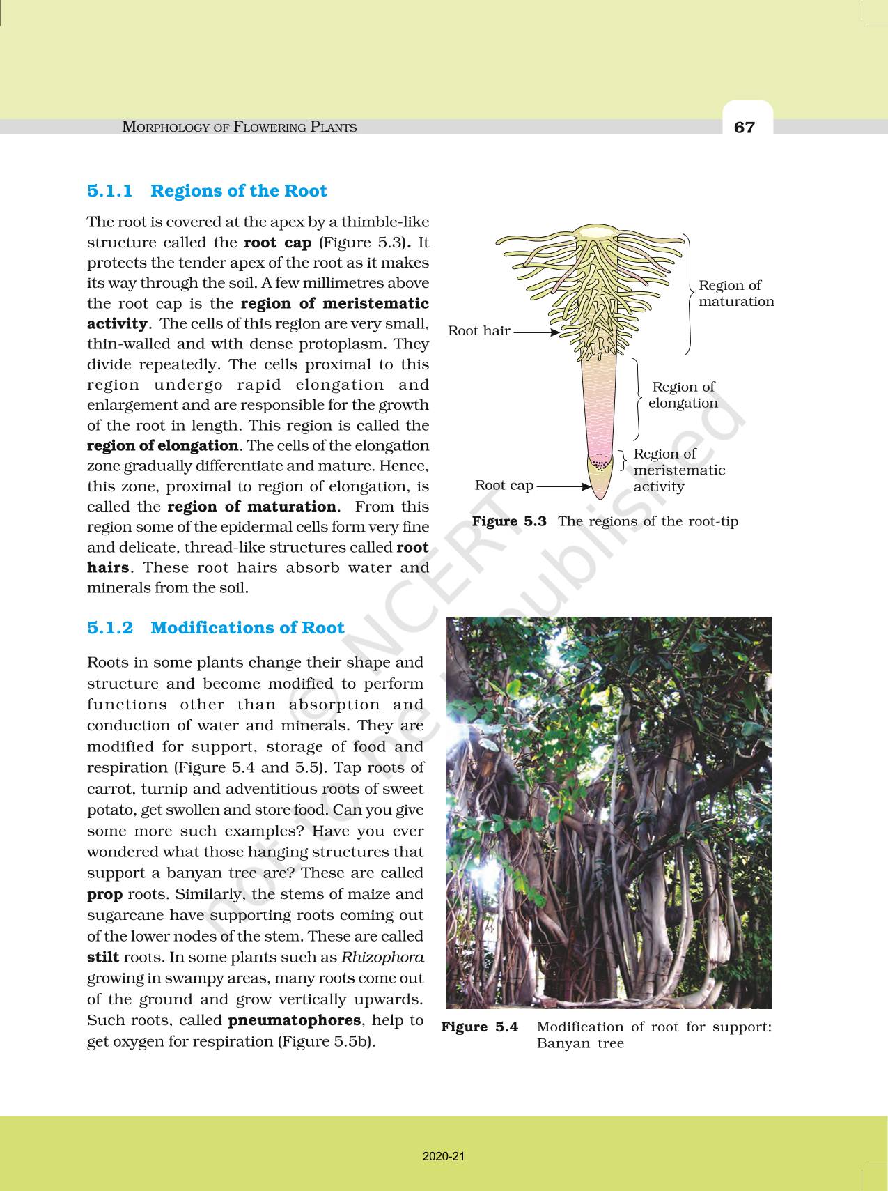 Morphology Of Flowering Plants - NCERT Book Of Class 11 Biology